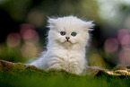 British long-haired kitten in the garden