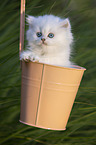 British long-haired kitten in a bucket