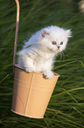 British long-haired kitten in a bucket