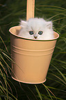 British long-haired kitten in a bucket