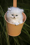 British long-haired kitten in a bucket