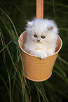 British long-haired kitten in a bucket