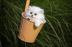 British long-haired kitten in a bucket