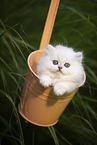 British long-haired kitten in a bucket