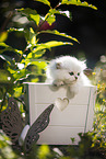 British long-haired kitten in wooden case