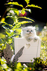 British long-haired kitten in wooden case