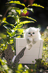 British long-haired kitten in wooden case