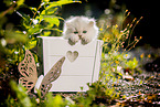British long-haired kitten in wooden case