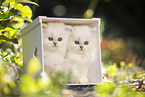 two British Longhair kittens