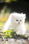 British Longhair kitten