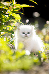 British Longhair kitten