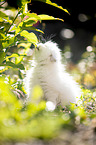 British Longhair kitten