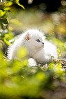 British Longhair kitten