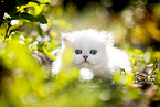 British Longhair kitten