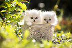 two British Longhair kittens