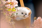 British long-haired kitten between roses