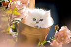 British long-haired kitten between roses