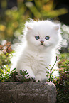 British Longhair kitten