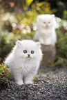 two British Longhair kittens