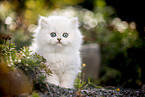 British Longhair kitten