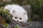 British Longhair kitten