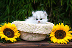 British Longhair Kitten