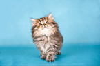 British Longhair Kitten