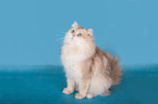 British Longhair Cat