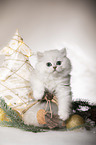 British Longhair Kitten with christmas decoration