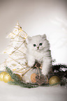 British Longhair Kitten with christmas decoration
