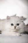 lying British Longhair Kitten