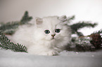 lying British Longhair Kitten