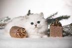 lying British Longhair Kitten