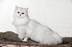 sitting British Longhair