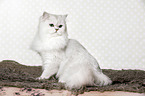 sitting British Longhair