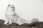 sitting British Longhair