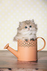 British Longhair Kitten in a watering can