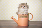 British Longhair Kitten in a watering can