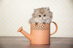 British Longhair Kitten in a watering can
