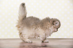 walking British Longhair Kitten