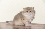 sitting British Longhair Kitten
