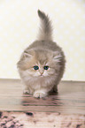 walking British Longhair Kitten