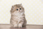 sitting British Longhair Kitten