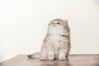 sitting British Longhair Kitten