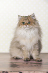 sitting British Longhair