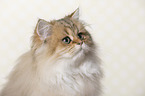 British Longhair portrait