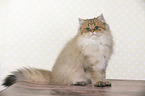 sitting British Longhair