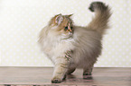 walking British Longhair