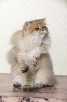 sitting British Longhair