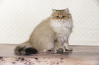 sitting British Longhair